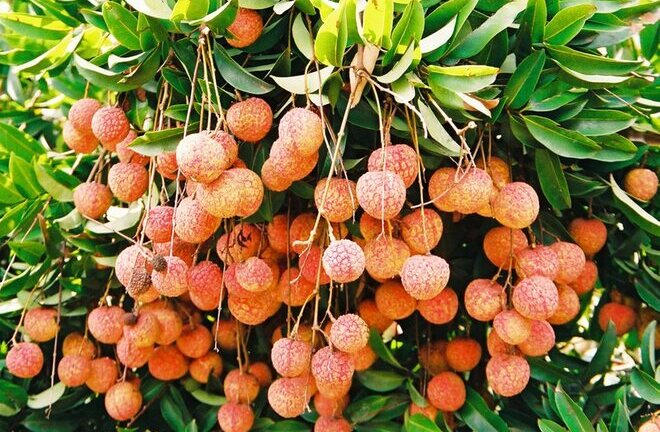 Đặc sản Hải Dương mà bạn không thể bỏ lỡ