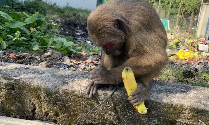 Phát hiện khỉ mặt đỏ quý hiếm đi lạc vào khu dân cư ở Thừa Thiên - Huế