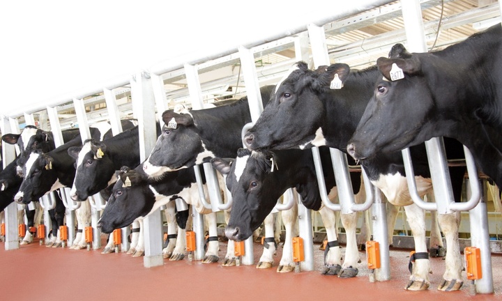 TH tiếp tục nhập khẩu đàn bò cho sản lượng và chất lượng sữa hàng đầu thế giới