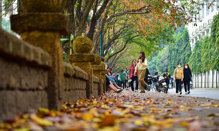 'Con đường tình yêu' ngập lá vàng hút hồn giới trẻ Hà Nội