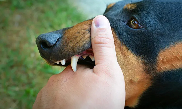 Tử vong vì bệnh dại sau 18 tháng bị chó nhà cắn