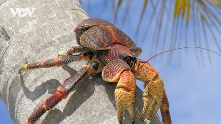 Cua nặng đến 2kg giá đắt khét vẫn hút hàng