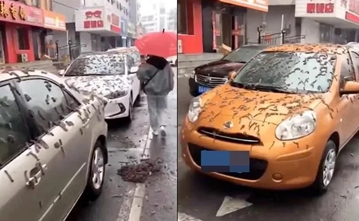 Náo loạn mưa sâu róm ở Trung Quốc và sự thật bất ngờ 