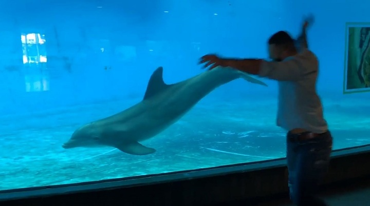 Người đàn ông nhào lộn cùng cá heo ở Mỹ