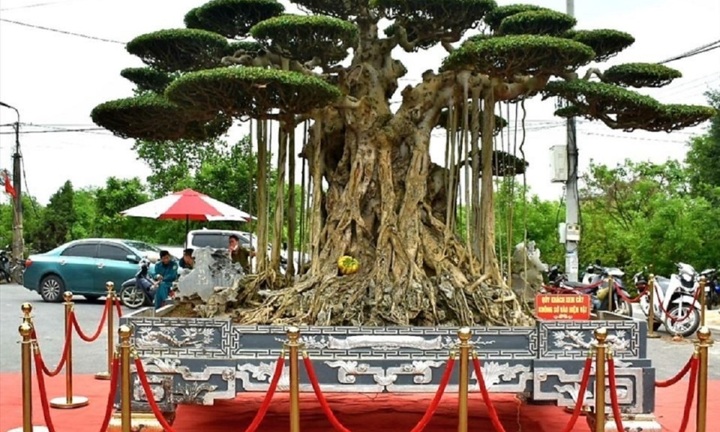 Mãn nhãn dàn siêu cây cảnh trăm tỷ gây xôn xao thị trường