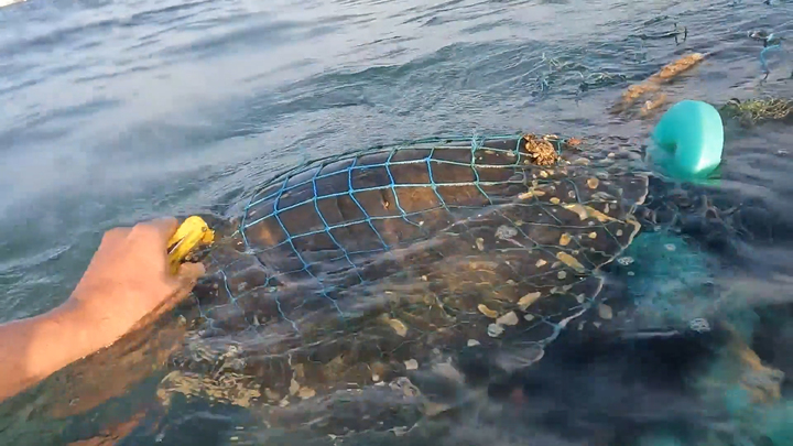 Thợ lặn giải thoát rùa biển khỏi lưới đánh cá