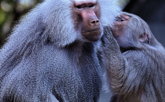 Trêu chọc 'mỹ hầu vương', du khách sứt đầu mẻ trán