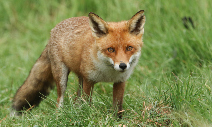 Leo núi, người đàn ông choáng váng khi gặp được ‘hồ tiên’