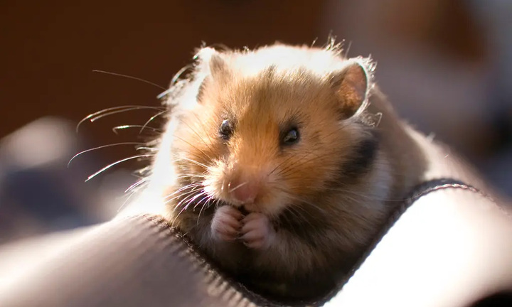 Bị ngồi tù 1 năm vì ăn thịt thú cưng