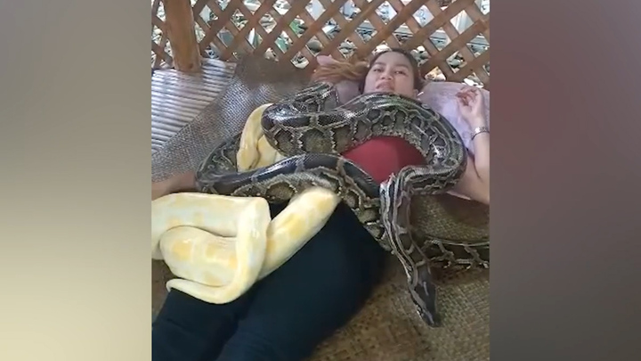 Giật mình với liệu pháp massage bằng trăn