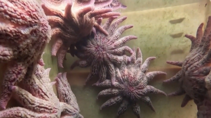 Giải mã hiện tượng sao biển 'xác sống' ở Thái Bình Dương