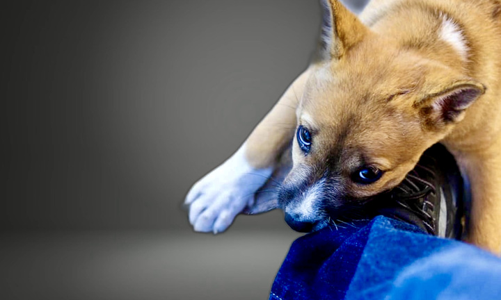 Đập chết chó hàng xóm 'vì nó cắn con tôi', tôi có phải bồi thường không?