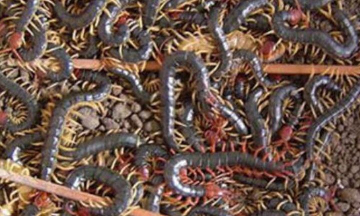 Đang ngủ thấy đau buốt, bật dậy phát hiện 'độc vật' đáng sợ