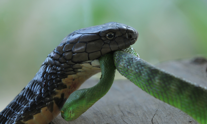 Tưởng được chứng kiến rắn yêu đương, người đàn ông tá hỏa vì cảnh này