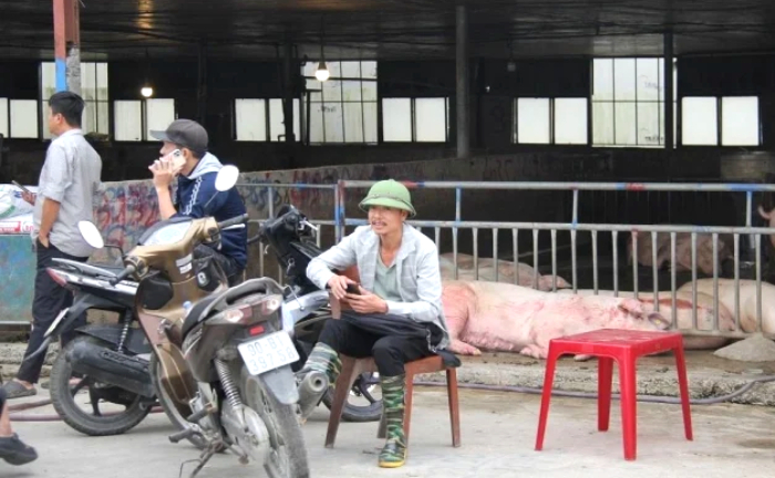 Giá heo hơi thấp kỷ lục kể từ năm 2020, chợ đầu mối gia súc vắng hoe