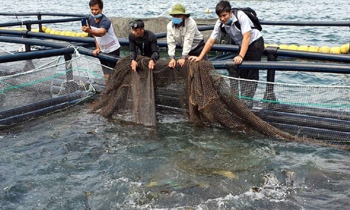Doanh nghiệp thuỷ sản, chăn nuôi kiến nghị giảm thuế nhập khẩu khô đậu tương
