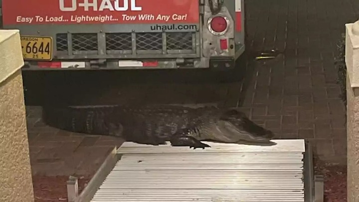 Cá sấu gần 3 mét gõ cửa cắn người