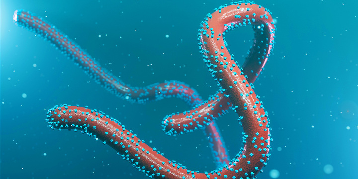 Marburg - căn bệnh Bộ Y tế yêu cầu giám sát chặt có tỷ lệ tử vong tới 88%