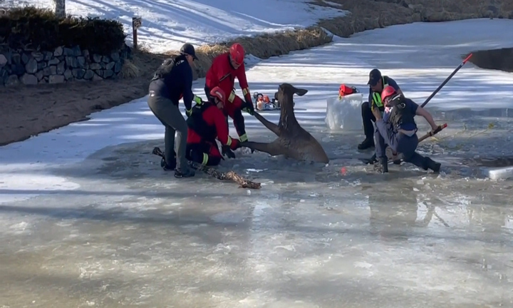 Lính cứu hỏa giải cứu nai sừng tấm mắc kẹt dưới hồ băng