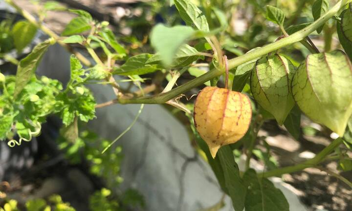 Cây thù lù có ăn được không?