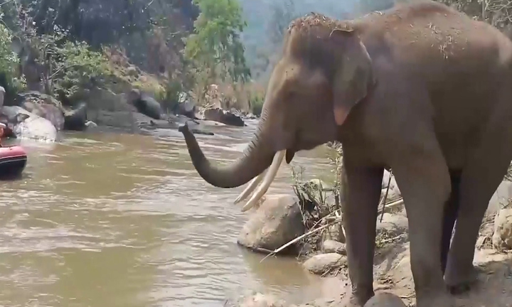 Voi rừng thân thiện vẫy chào du khách trên sông