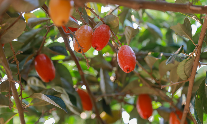 Nhót được mùa, mất giá: Mua tại vườn rẻ bèo, tiểu thương bán đắt gấp 5 lần