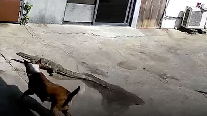 Chó ra sức ngăn chặn thằn lằn đột nhập nhà dân