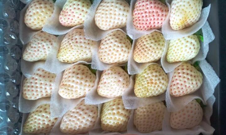 Dâu tây 'đắt nhất thế giới' trồng ở Đà Lạt giá chỉ còn vài trăm nghìn đồng/kg