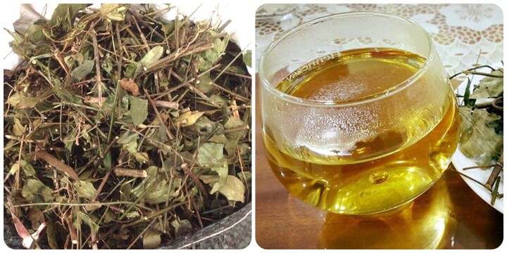 Những lưu ý khi uống chè vằng để không gây hại cho sức khỏe