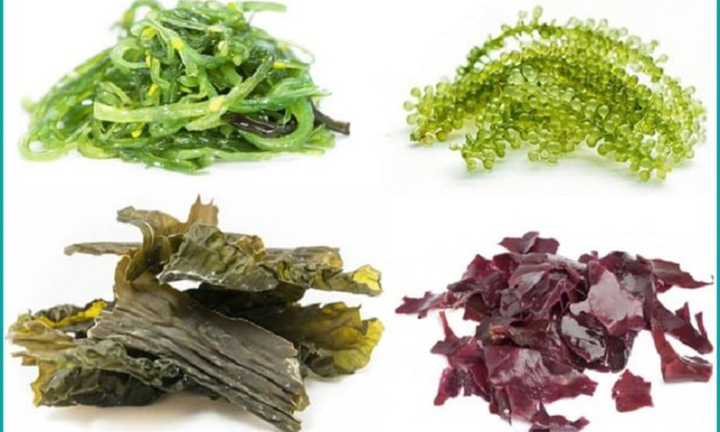 Những người không nên dùng tảo biển