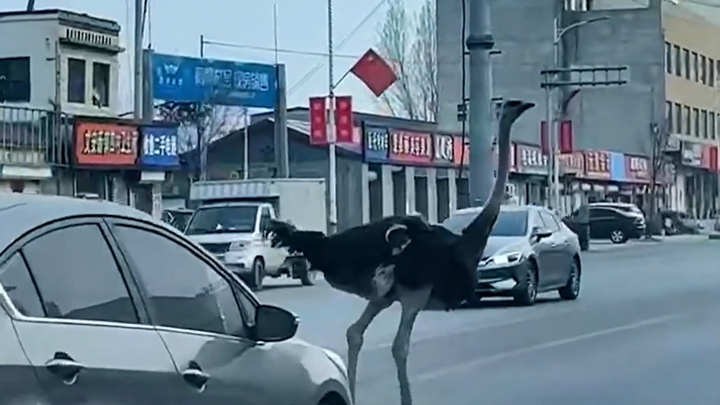 Đà điểu xuất hiện giữa đường, giao thông hỗn loạn