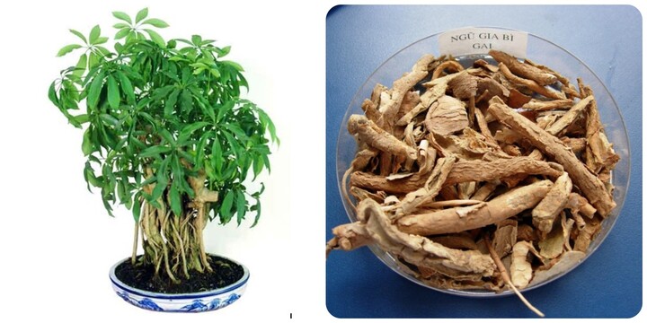 Ngũ gia bì: Từ cây cảnh đến bài thuốc quý trong Y học cổ truyền