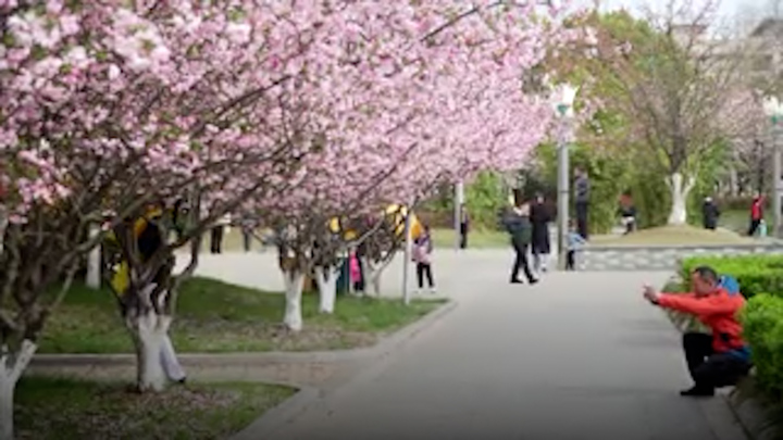 Ngắm hoa mai Trung Quốc nở rộ tuyệt đẹp