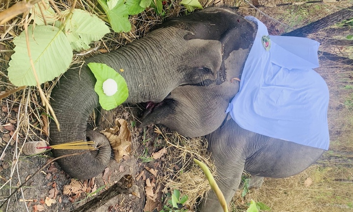 Thêm một voi nhà 49 năm tuổi chết ở Đắk Lắk