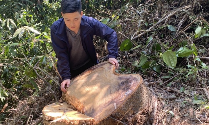 Truy tìm những kẻ tham gia vào vụ phá rừng quy mô lớn ở Thừa Thiên - Huế