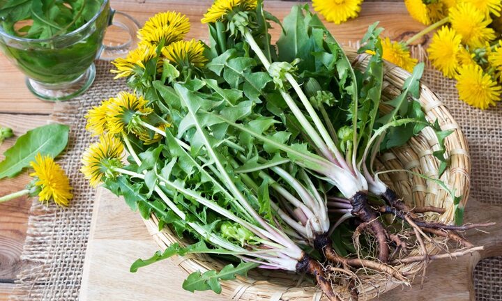 6 lợi ích diệu kỳ của loại cỏ dại mọc ở góc vườn