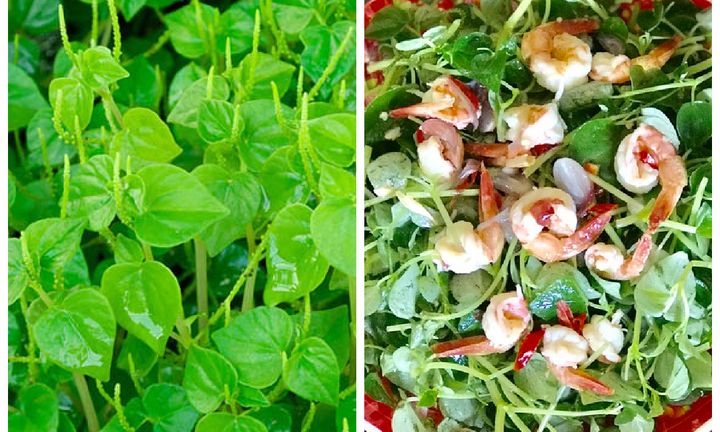 Loại rau từng bị coi là cỏ dại ở Việt Nam, nhưng trên thế giới là vị thuốc quý