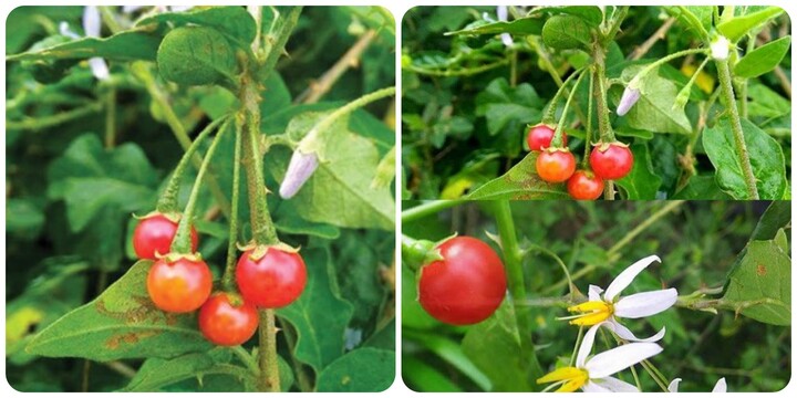 Cà gai leo có tác dụng gì?