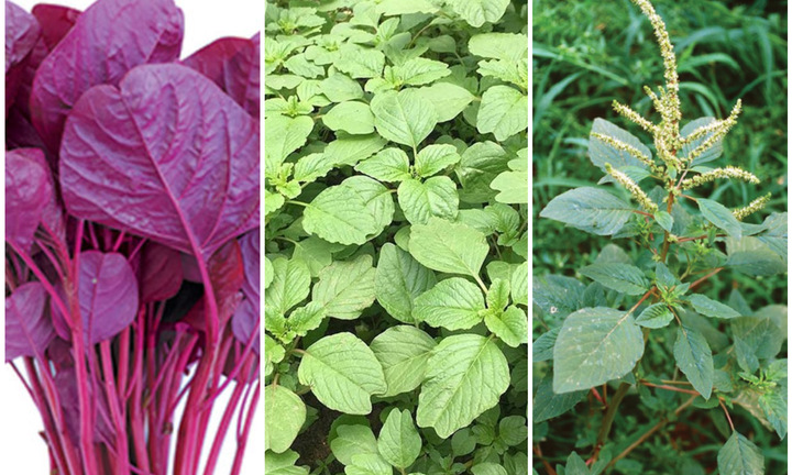 Rau dền có tác dụng gì?