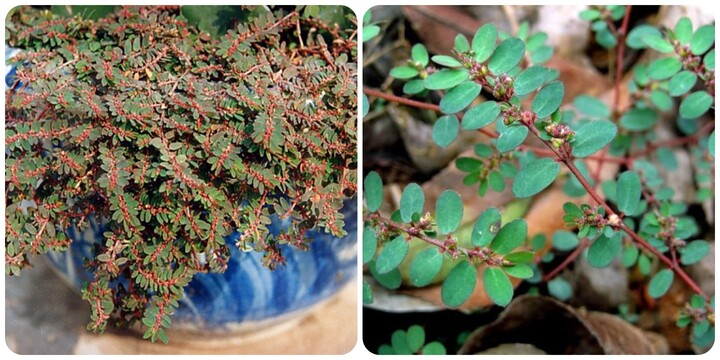 Cỏ sữa lá nhỏ - cây thuốc quý mọc dại ven đường