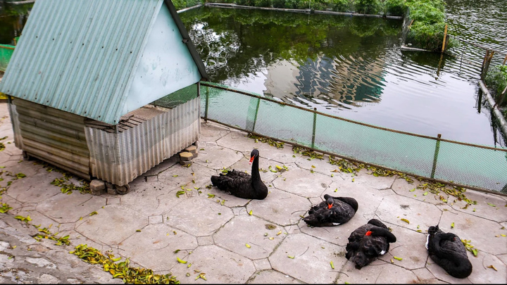 Đàn thiên nga nuôi thí điểm ở hồ Thiền Quang giờ ra sao?
