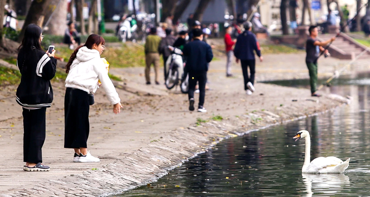 12 con thiên nga đầu tiên được Hà Nội thí điểm nuôi ở hồ Thiền Quang giờ ra sao?