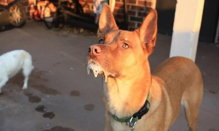 Một nam giới tử vong do bệnh dại ở Điện Biên