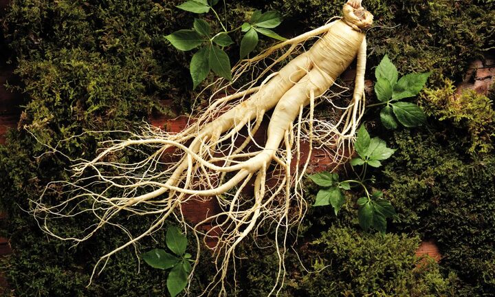 Nhân sâm đại bổ nhưng có thể hoá 'thuốc độc' nếu dùng sai cách