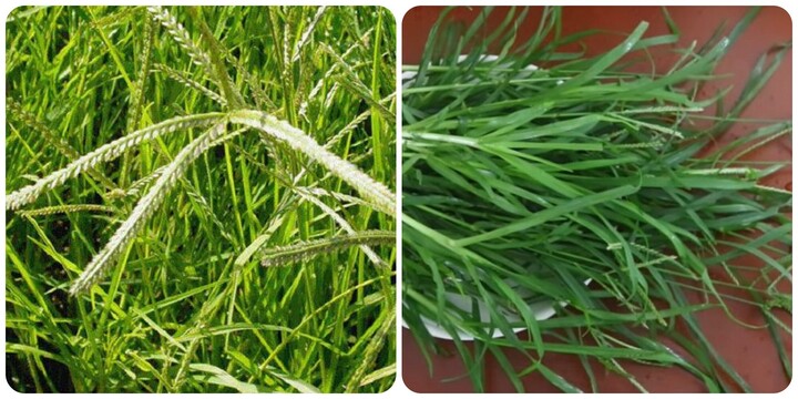 Cỏ mần trầu: Vị thuốc đẹp da, bổ máu núp bóng cỏ dại