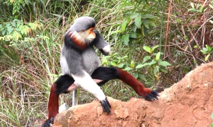 Chồn dính bẫy, voọc cụt tay trên Khu Bảo tồn thiên nhiên Sơn Trà