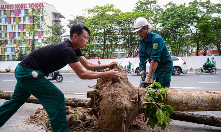 Nhổ bỏ hàng cây chết khô trên con đường hơn 340 tỷ vừa thông xe ở Hà Nội