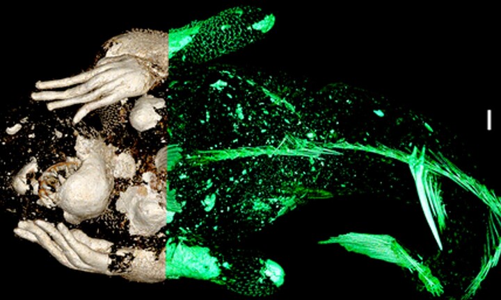 ‘Nàng tiên cá’ 300 tuổi ở đền Enjuin Nhật Bản là đồ giả