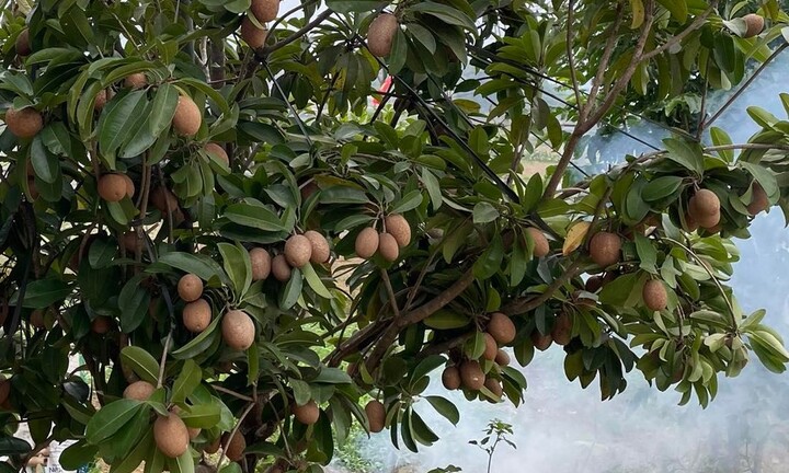 Hồng xiêm nhiều lợi ích cho sức khoẻ nhưng ai không nên ăn?