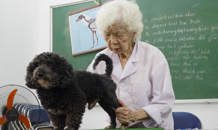 Phòng khám châm cứu miễn phí cho chó, mèo của cụ bà 90 tuổi 